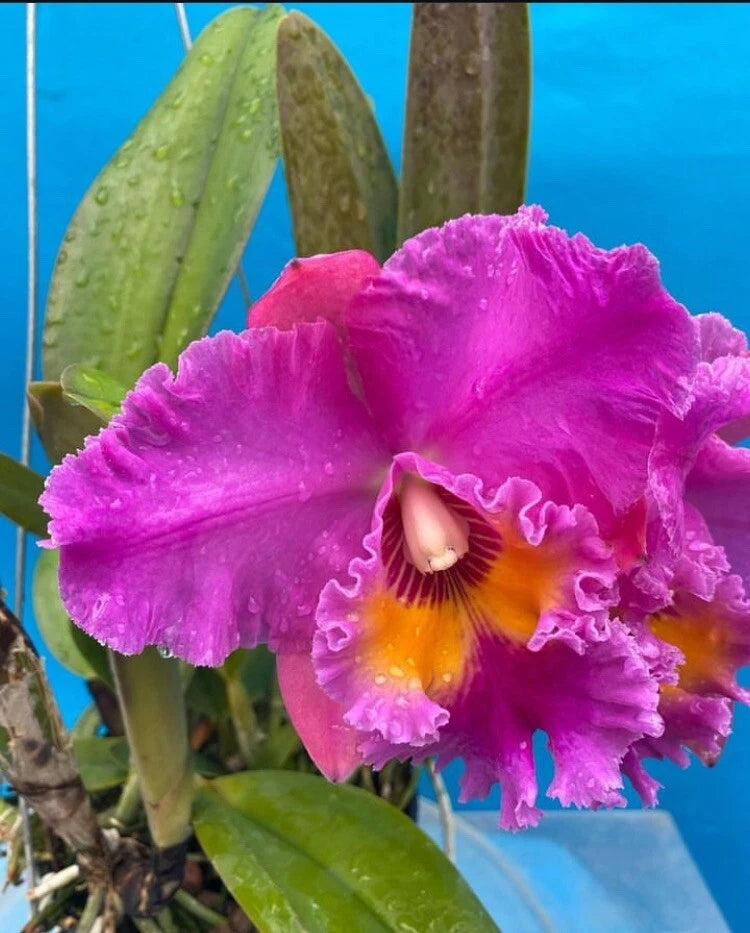 Ruffled purple orchid bloom with orange-yellow center and drooping petals