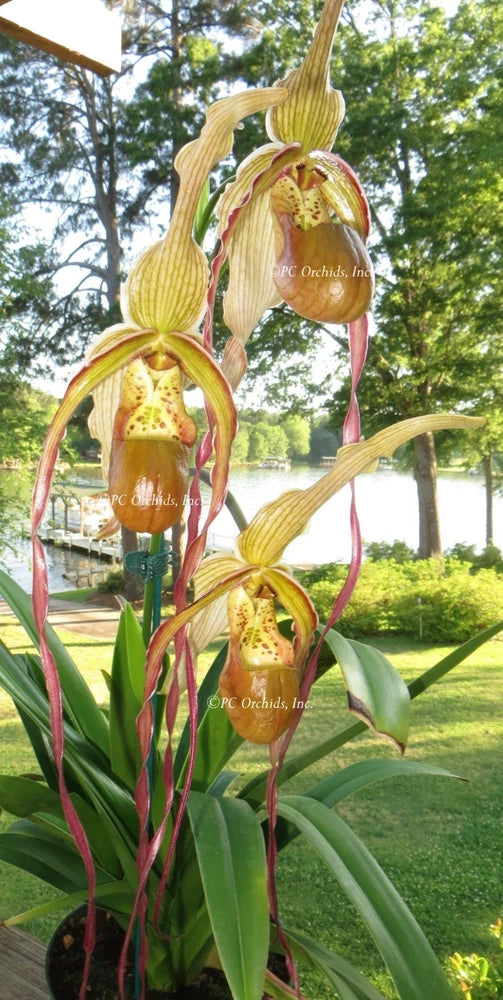 Yellow and brown speckled orchid blossoms with long green leaves in a pot