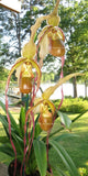 Phrag Grande 'Brown Trout'- 22 INCH LEAF SPAN - IN SPIKE! Orchids