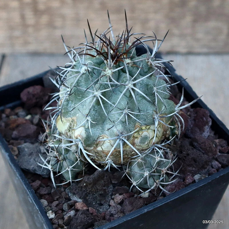 D3539 COPIAPOA GRANDIFLORA pot10-H6-W8 cm MaMa Cactus Green Plant