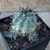 D3539 COPIAPOA GRANDIFLORA pot10-H6-W8 cm MaMa Cactus Green Plant