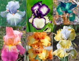 20 SEEDS for  MIXED COLORS IRIS rare flower exotic bloom garden plant USA Seller Garden Plants