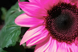 20 Pink Sunflower Seeds Plants Garden Plants bonsai rare flower colorful organic Flowering Plants