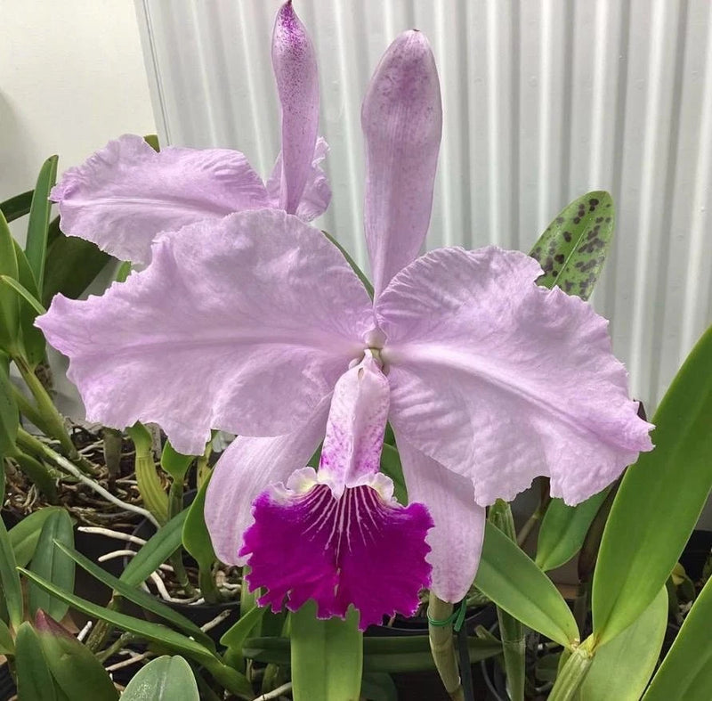 Lavender Cattleya orchid with ruffled petals and magenta center lip, on green leaves
