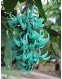 Strongylodon Macrobotrys ÔGreen Jade VineÕ Ð 3 cuttings, no roots Green Plant