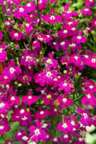 200 Red CRIMSON FOUNTAIN LOBELIA Erinus Flower Seeds *Flat S/H Flowering Plants