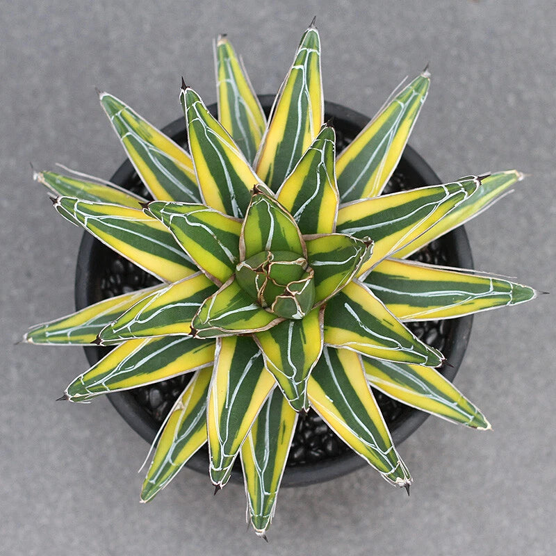 Agave Victoriaereginae Variegated Succulent Plants Potted Garden Plants 8-10cm Garden Plants