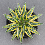 Agave Victoriaereginae Variegated Succulent Plants Potted Garden Plants 8-10cm Garden Plants