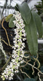 Tuberolabium kotoense x sib. First bloom size plants. Very fragrant. Orchids