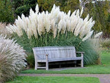 Giant White Pampas Grass Seeds - 1,000 Seeds - Ships from Iowa, Made in USA Pampas Grass