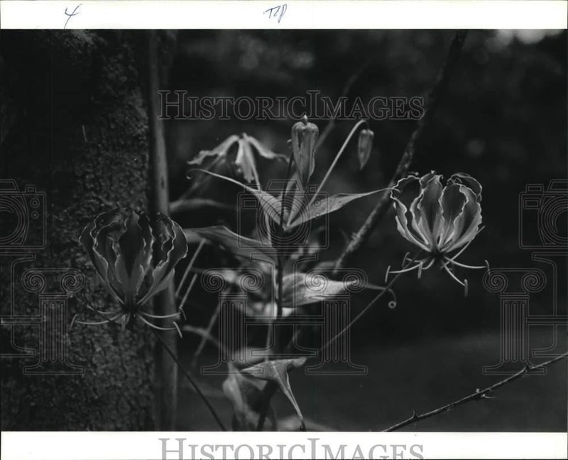 Black-and-white photo of pressed lily flowers on stems