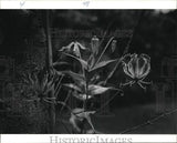 Press Photo Lily flower by Mrs. Hela Meyer - noc95560 Lily