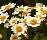 FEVERFEW Tanacetum Parthenium - 10,000 Bulk Seeds Garden Plants