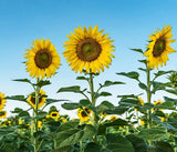 Skyscraper Sunflower Seeds for Planting | 20 Seeds | Rare, Exotic Garden Seeds Sunflower