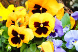 50 YELLOW & BROWN PANSY VIOLA Violet Flower Seeds *Flat S/H Flowering Plants