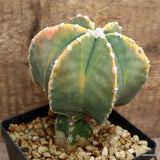 D1286 ASTROPHYTUM MYRIOSTIGMA NUDUM KOH-JO GRAFT pot12-H16-W13 cm MaMa Cactus Green Plant