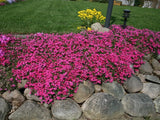 100+ Scarlet Flame Creeping Phlox Seeds for Garden - USA - FREE SHIPPING! Garden Plants