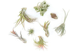 Premium Tillandsia Variety Pack with Fertilizer - Bulk Easy Care Indoor/Outdoor Green Plant