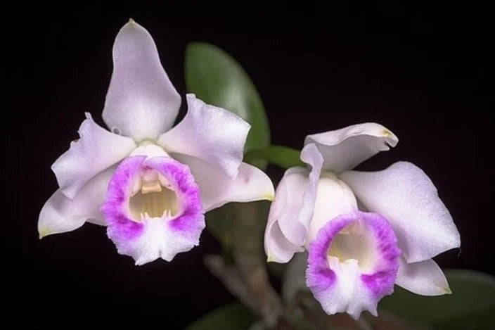 Miniature Cattleya orchid with two pale lavender-white blooms and purple centers