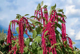 500 LOVE LIES BLEEDING Amaranthus Caudatus (Kiss Me Over The Garden Gate) Flower Garden Plants