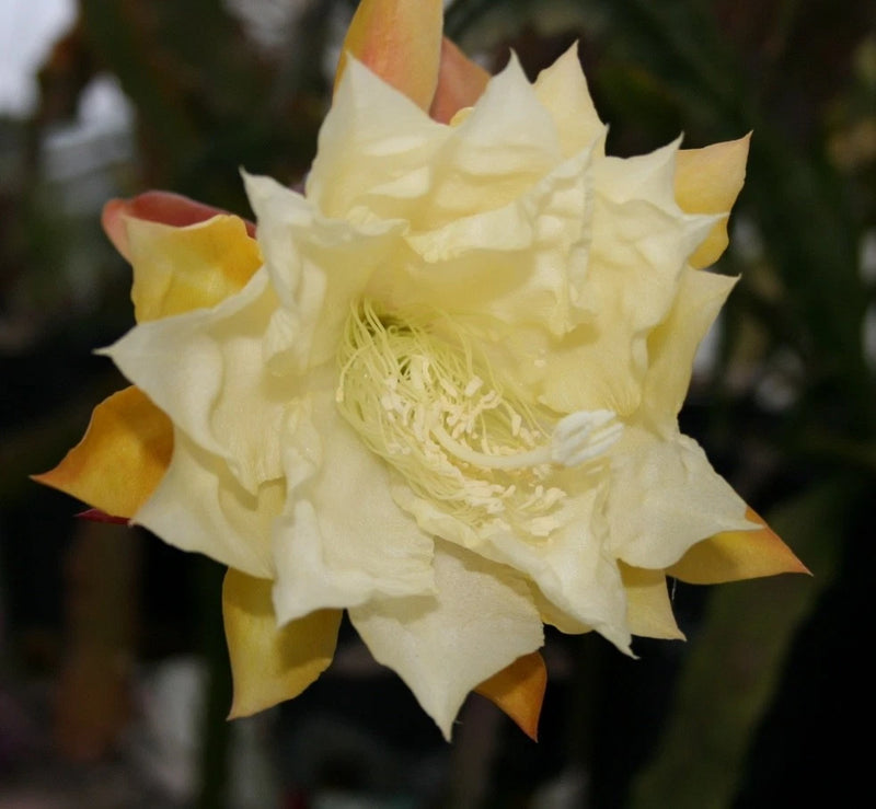 Orchid cactus flower with creamy yellow petals and warm orange-red tips