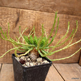 D3926 EUPHORBIA FLANAGANII pot9-H8-W16 cm MaMa Cactus Green Plant