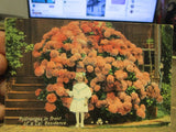 D3 CALIFORNIA Old Postcard Pasadena Hydrangea Bush Giant Pink Flowers in Bloom Hydrangea