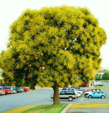 Koelreuteria bipinnata - Chinese Flame-Tree exotic flower bonsai seed - 20 seeds Orchids