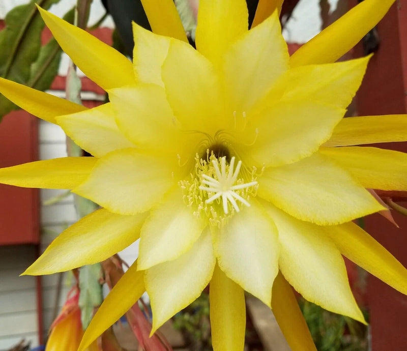 Yellow orchid cactus bloom with long pointed petals and white stamens