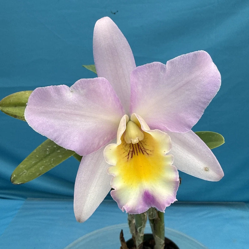 Pink and white orchid flower with yellow center and light purple petals