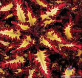 25+ Red Yellow Coleus Seeds for Garden Planting - USA - FREE SHIPPING! Garden Plants