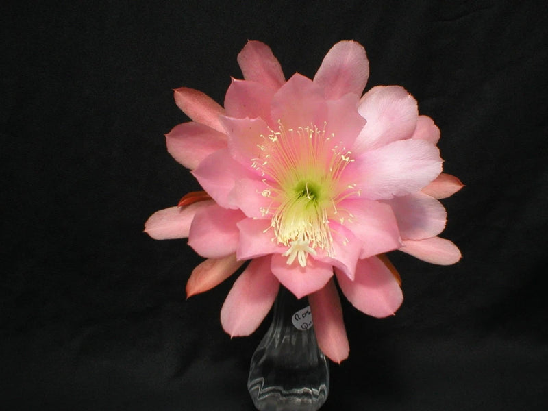 Pink Epiphyllum orchid flower with layered petals and yellow-green center in pot