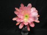 Epiphyllum,Epiphyllum, " ROSE QUEEN " ,  Don's Quart pots APRIL/1 Orchids