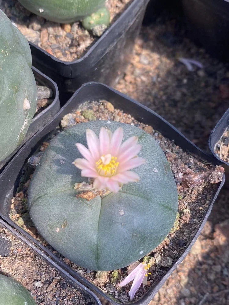 Round grey-green succulent cactus with pink flower in a small plastic grow tray
