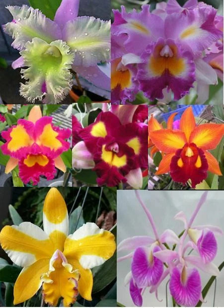 4 Live ORCHIDS Premium  (Cattleya, Oncidium, Vanda, Dendrobium, Phalaenop,to Orchids