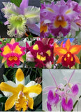 4 Live ORCHIDS Premium  (Cattleya, Oncidium, Vanda, Dendrobium, Phalaenop,to Orchids