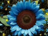 28 days Bright Blue Sunflower Seeds Plants Garden 50+ Pack fast grow rare seeds Sunflower