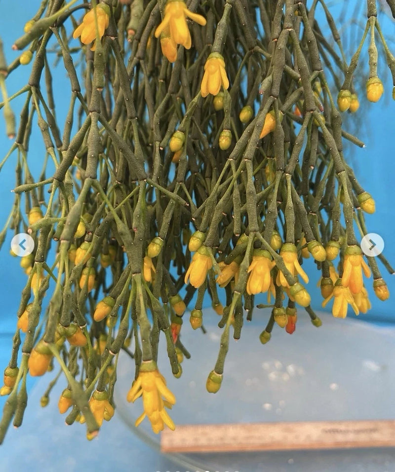 Epiphytic cactus plant with dangling green stems and clusters of yellow bell flowers