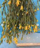 Rhipsalis salicornioides Epiphytic Cactus Species Springtime Yellow Flowers 4Ó P Orchids