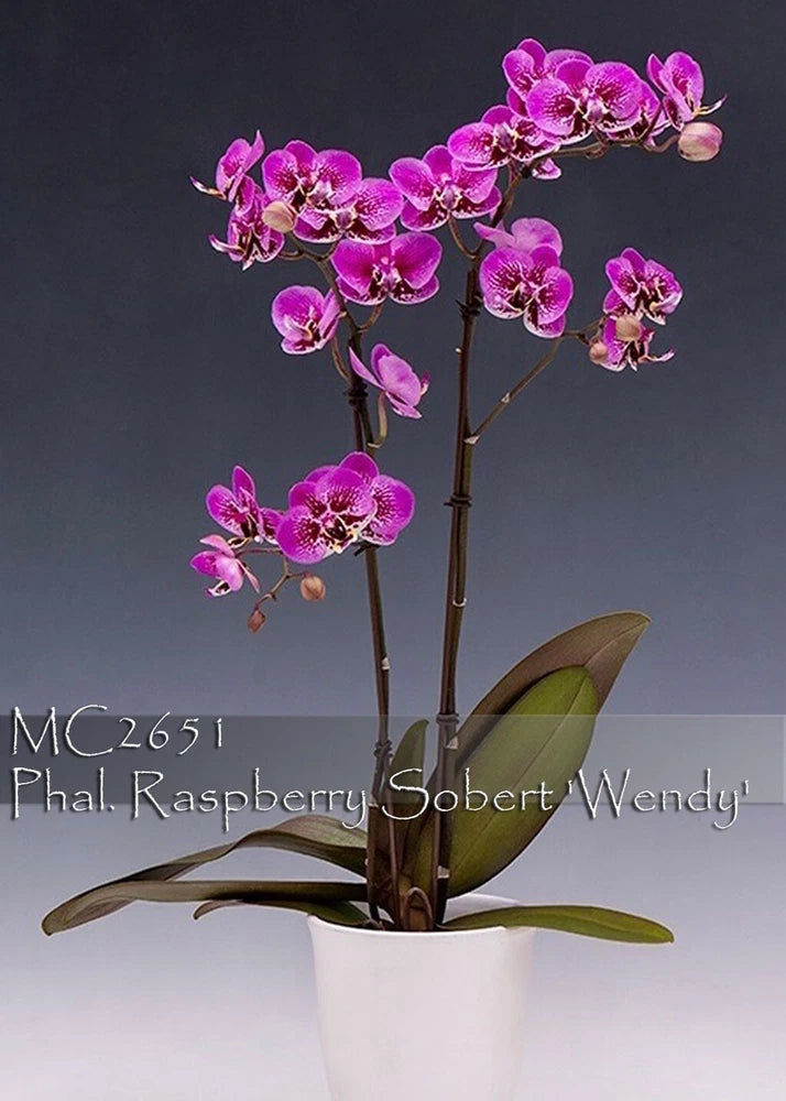 Raspberry Phalaenopsis orchid in white pot with pink-purple flowers and green leaves