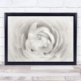 Ranunculus Close Up White Flowers Wall Art Print Ranunculus
