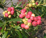 Blueberry - 'Pink Lemonade' - Vaccinium (Rabbiteye)  6-8 inches tall Green Plant