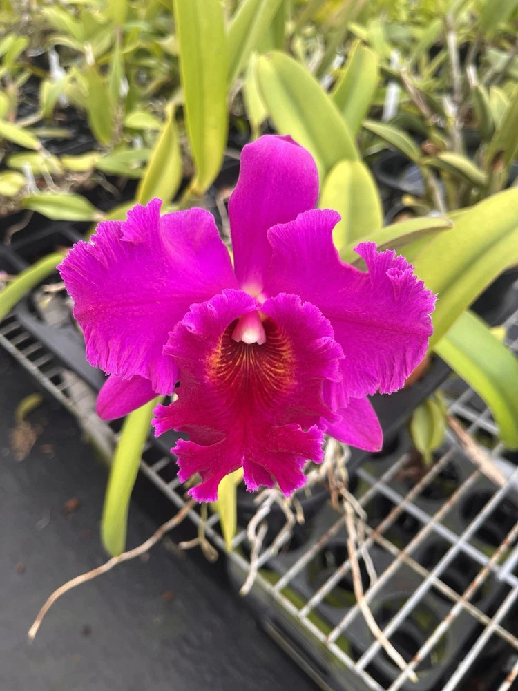 Pink Cattleya orchid flower with ruffled petals and yellow-red center