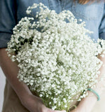 1000 BABY'S BREATH GYSOPHILA SEEDS WHITE FRESH HARVEST FOR GARDENS Garden Plants