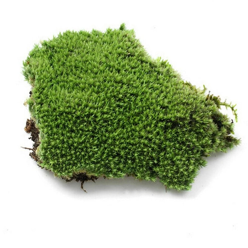 Stabilized moss cushion insert, dense green moss pad for floral decor