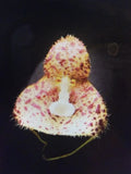 Orchid Plant Dracula Vasoertillo div 5 leaf no pot starter plant for pro Orchids