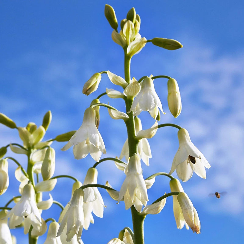 White African hyacinth flower spikes with drooping white bell blossoms