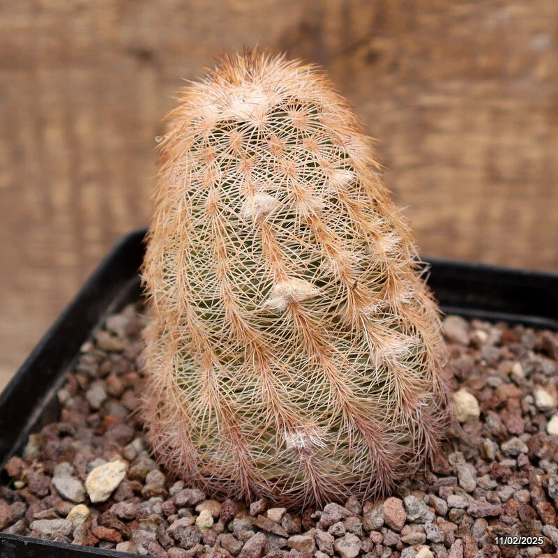 Echinocereus Reichenbachii cactus plant in small pot with gravel, spiny golden stems