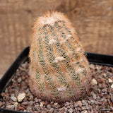 A5475 ECHINOCEREUS REICHENBACHII pot12-H11-W7 cm MaMa Cactus Green Plant