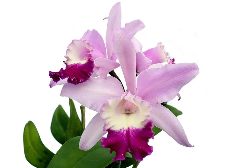 Fragrant live blooming orchid plant with light purple and magenta ruffled flowers